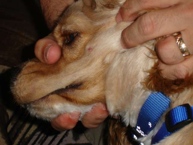 Strange growth on dogs snout....